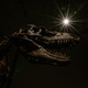 The skeleton of a Gorgosaurus, a Late Cretaceous theropod, at auction.